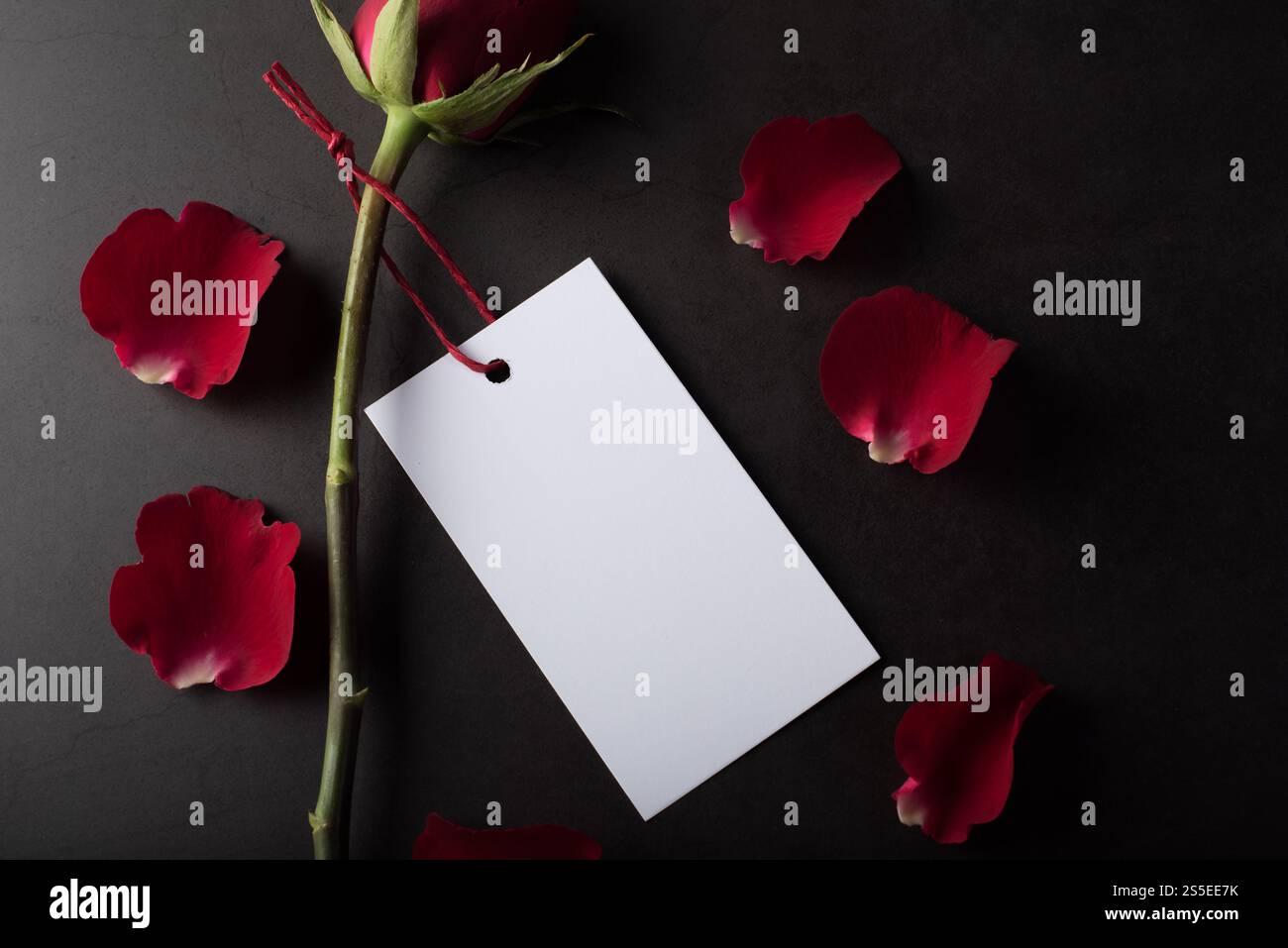 Rose rouge avec carte blanche Banque D'Images