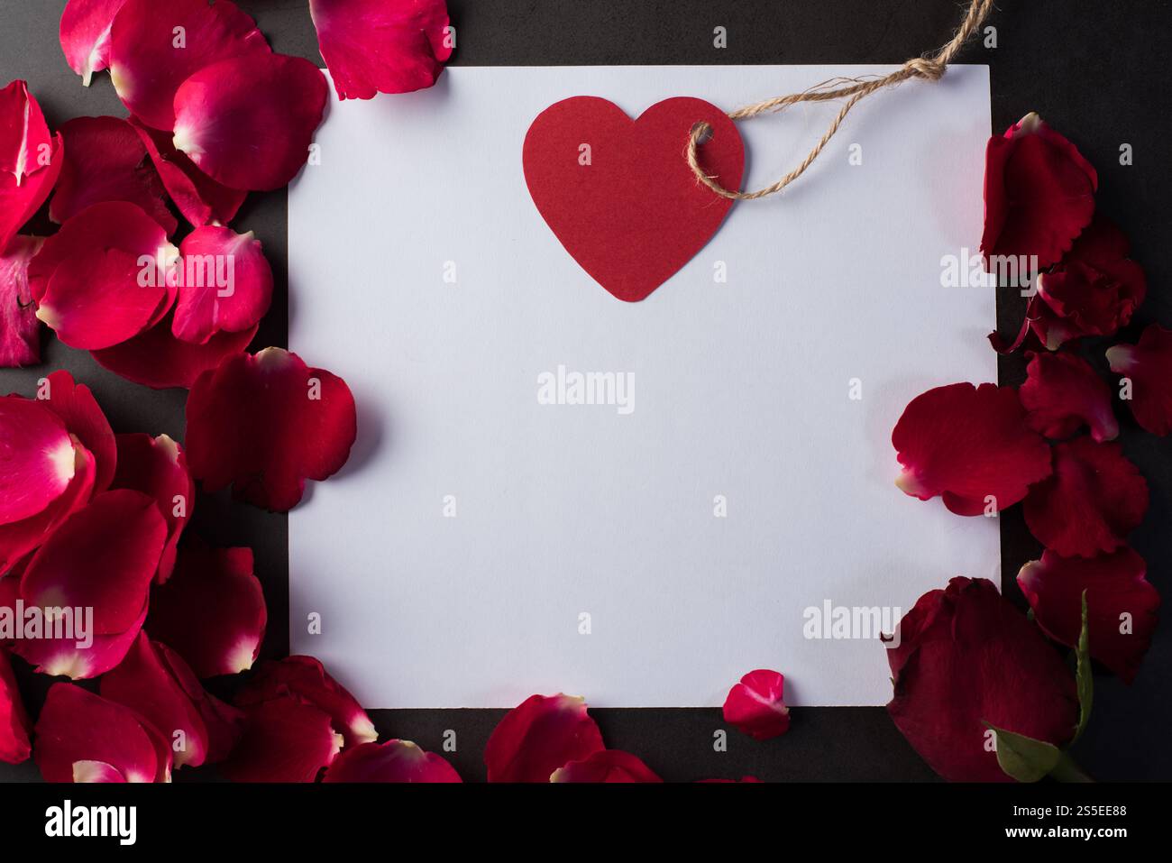 Rose rouge avec carte blanche Banque D'Images