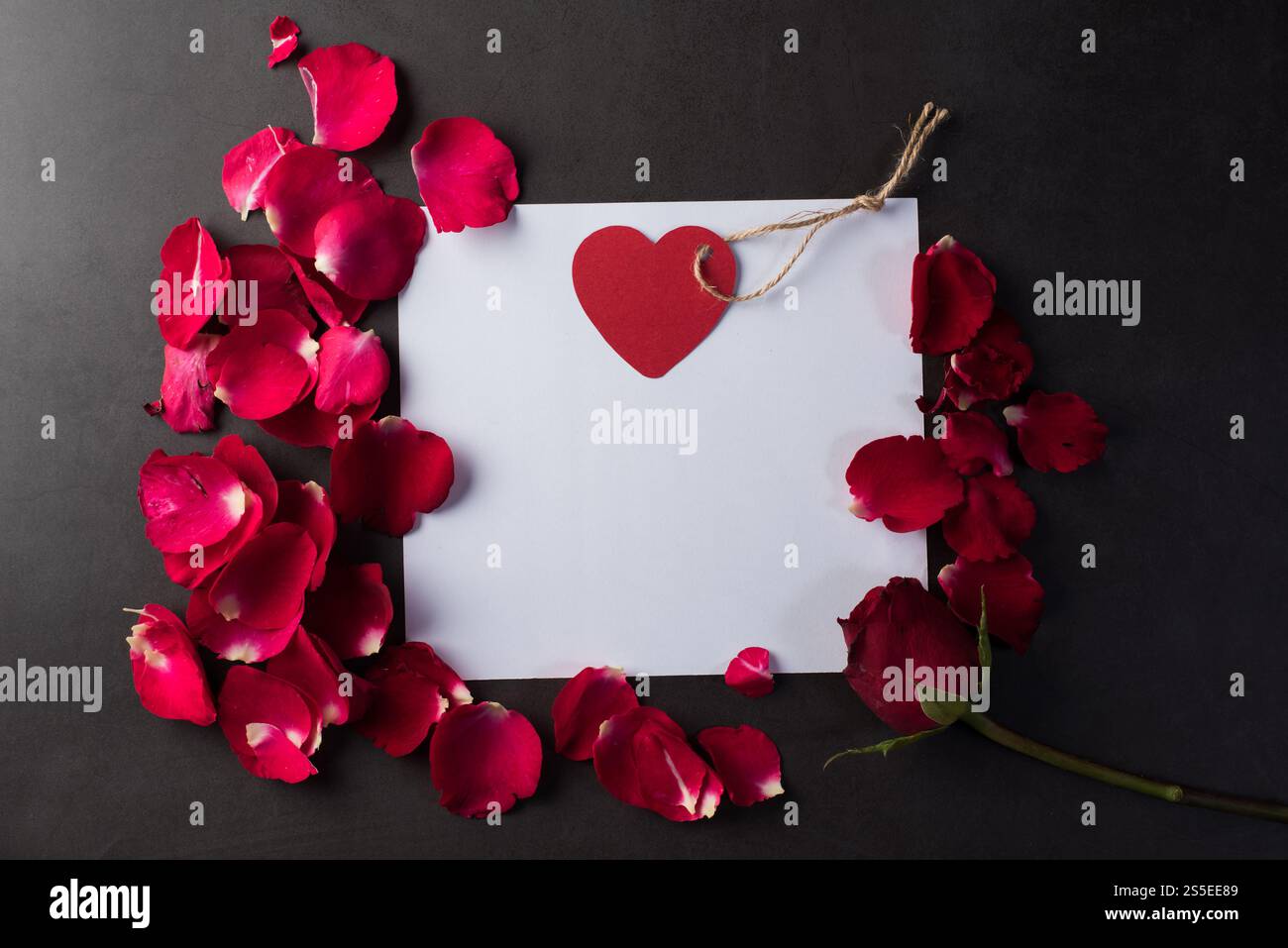 Rose rouge avec carte blanche Banque D'Images