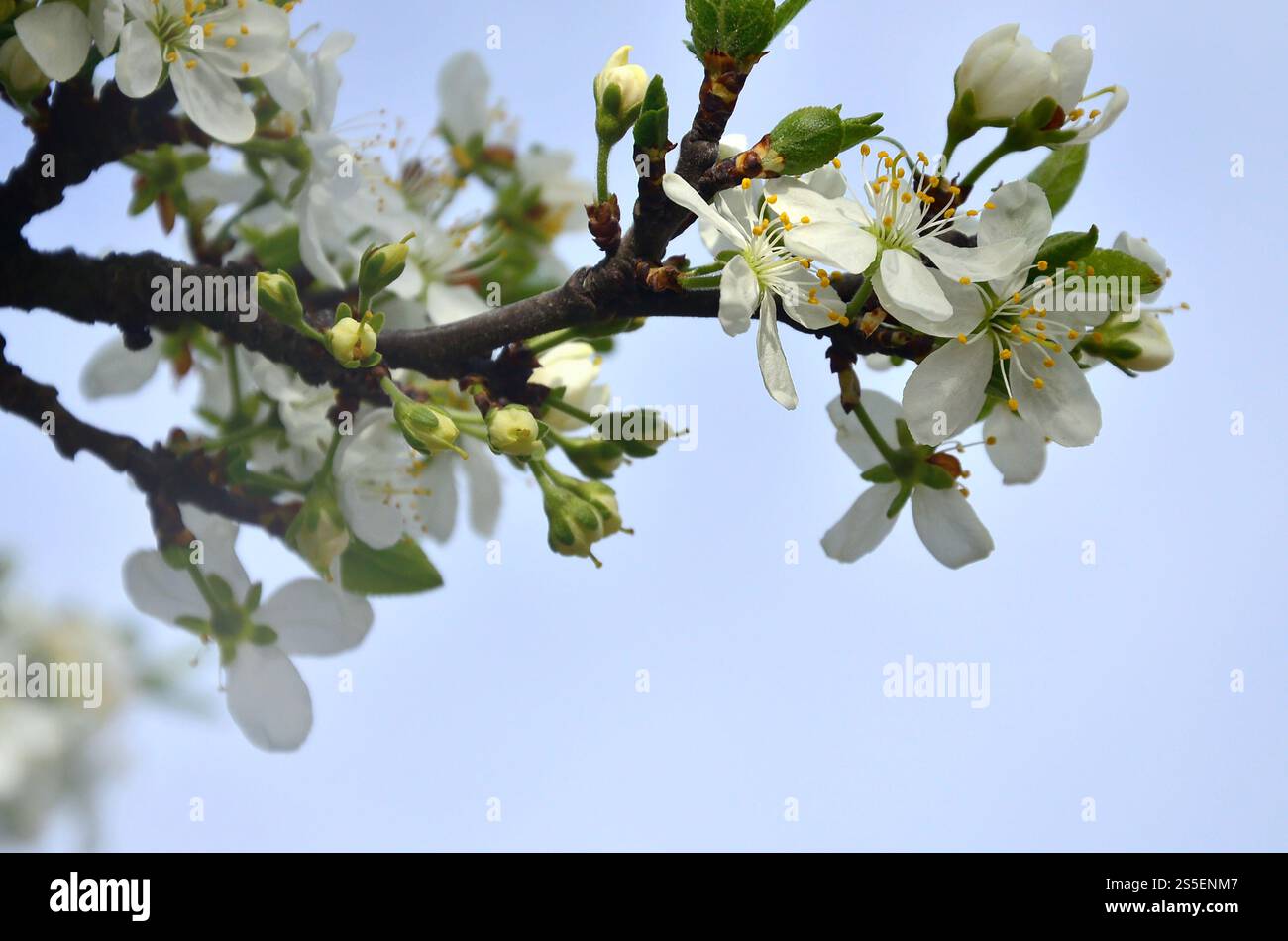 Branche fleurie d'abricotier. Floraison précoce des arbres en avril. Fleurs d'abricot blanc de petite taille. Branche fleurie d'abricotier. Tôt Banque D'Images