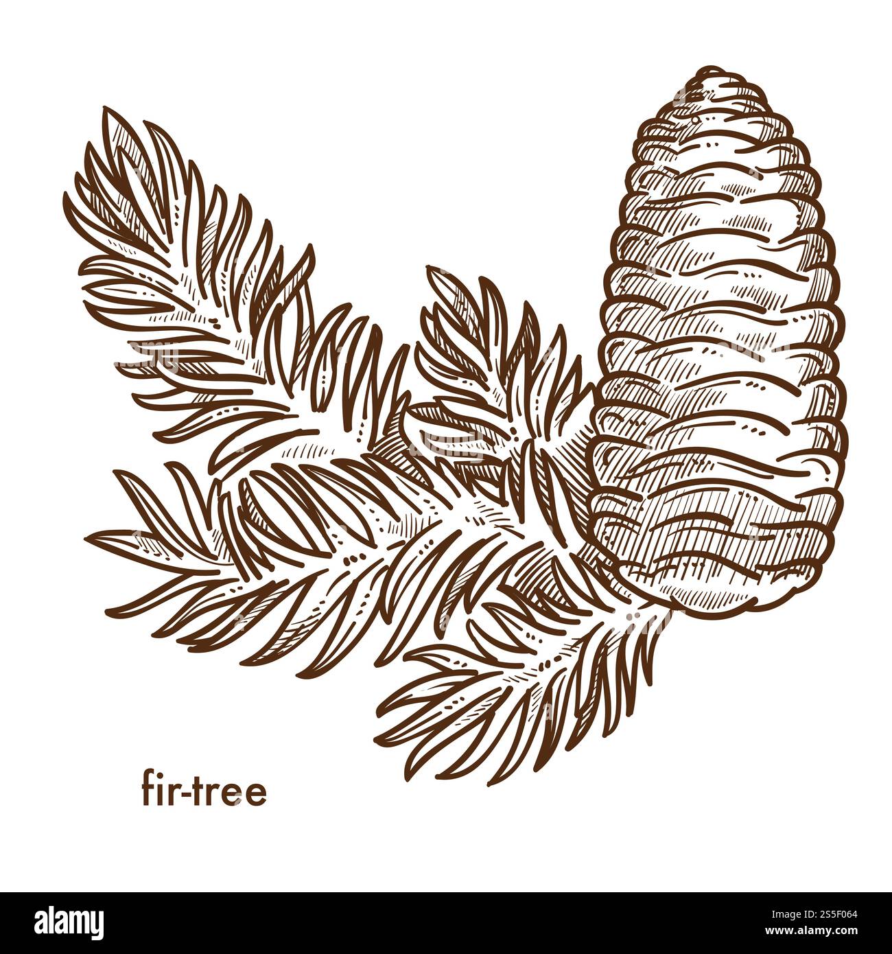 Composition de ramification et de cône de Firtree, vecteur d'icône isolé de plante. Symbole et décoration des vacances de Noël en saison hivernale. Décor naturel, biodiversité botanique avec feuillage de forêts et de bois. Composition de ramification et de cône de Firtree, icône isolée de la plante Illustration de Vecteur