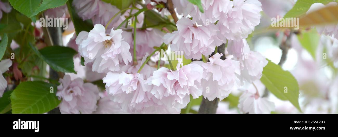 Cherry Sakura au Japon en saison de floraison. Pétales rose pastel de branche de cerise de couleur similaire au corail vivant. Sakura cerise rose pastel au Japon Banque D'Images