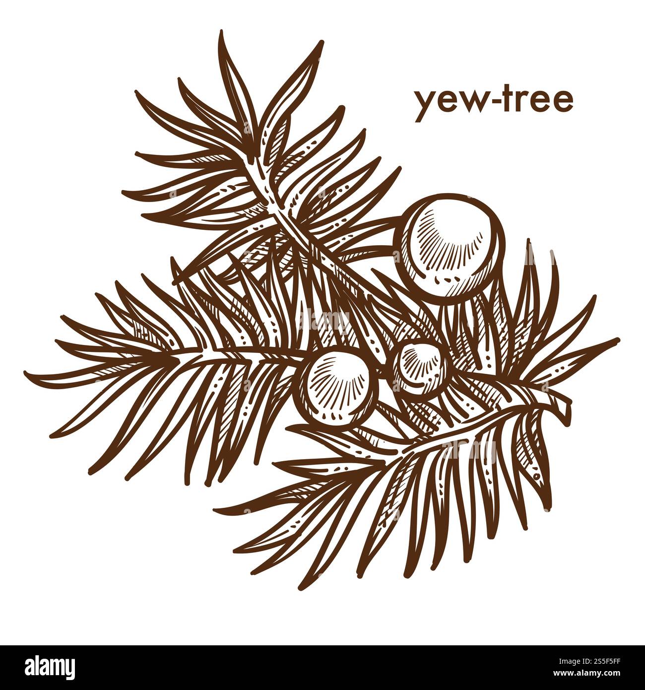 Branche Yew-tree de l'arbre avec des baies, vecteur de contour d'esquisse monochrome. Icône isolée de la plante taxus baccata, végétation de la famille des cyprès, éléments floraux de conifères. Flore des forêts et des bois. Branche de Yew-tree de l'arbre avec des baies, contour d'esquisse monochrome Illustration de Vecteur