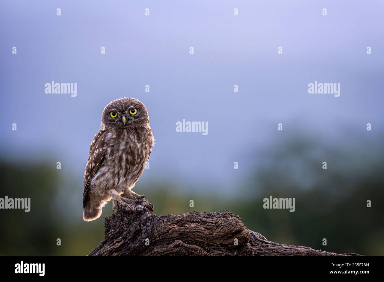 Petit Hibou Banque D'Images