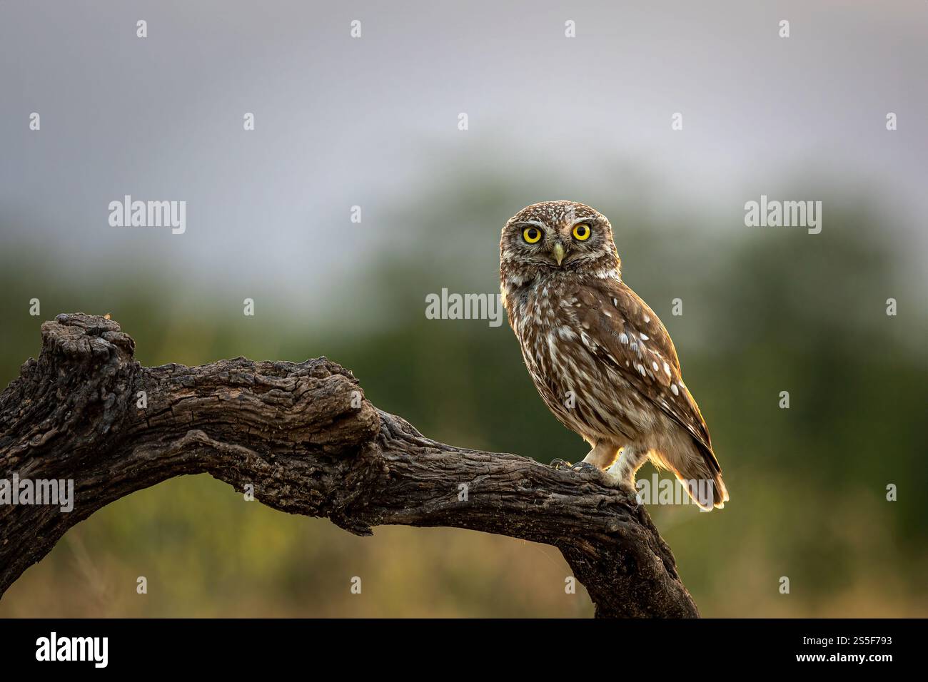 Petit Hibou Banque D'Images