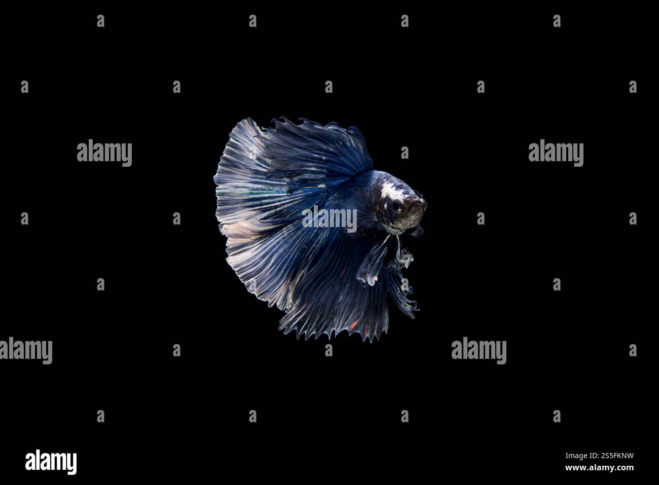 Belle couleur de poisson betta siamois Banque D'Images