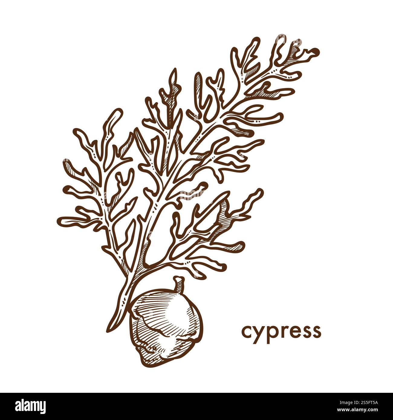 Branche de cyprès de la plante avec des feuilles et des baies vecteur. Esquisse monochrome contour isolé arbustes de brindilles et buissons de végétation dans les bois et les forêts. Nature et flore botanique, frondage de feuillage. Branche de cyprès de la plante avec des feuilles et des baies Illustration de Vecteur