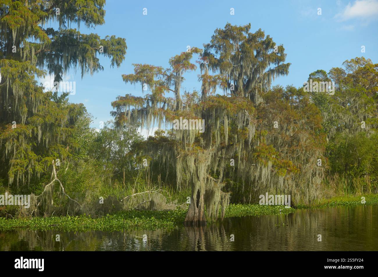 Paysage marécageux serein avec drapé de mousse espagnole de cyprès sous un ciel bleu clair, Nouvelle-Orléans, États-Unis Banque D'Images