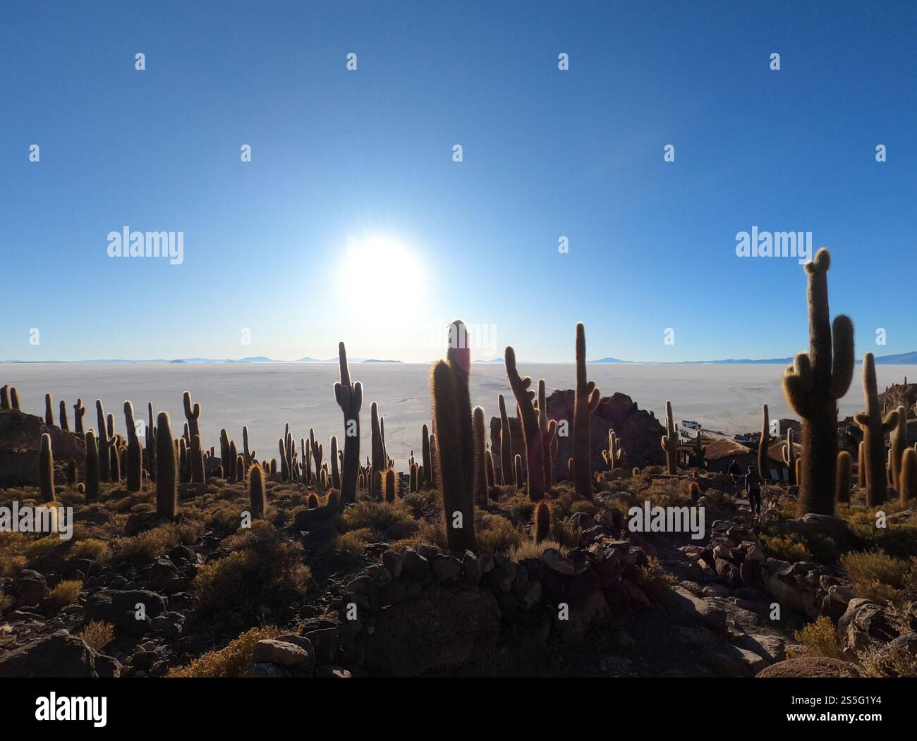 Uyuni Salt Flat Incahuasi Island Banque D'Images