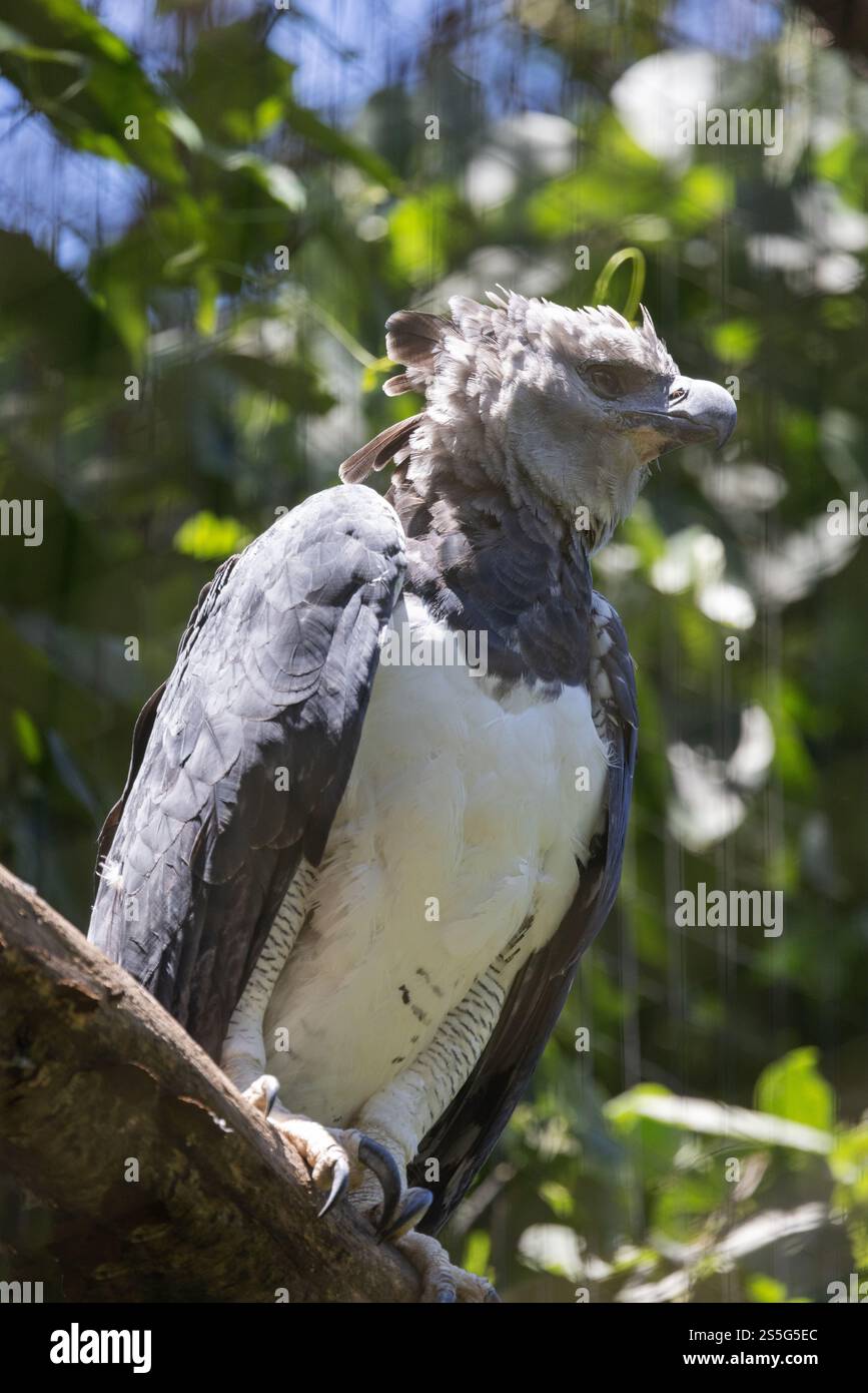 Harpy Eagle, Harpia harpyja, un adulte en captivité, réserve ornithologique Parque das Aves, Iguazu, Brésil Amérique du Sud. Oiseau de proie, Banque D'Images