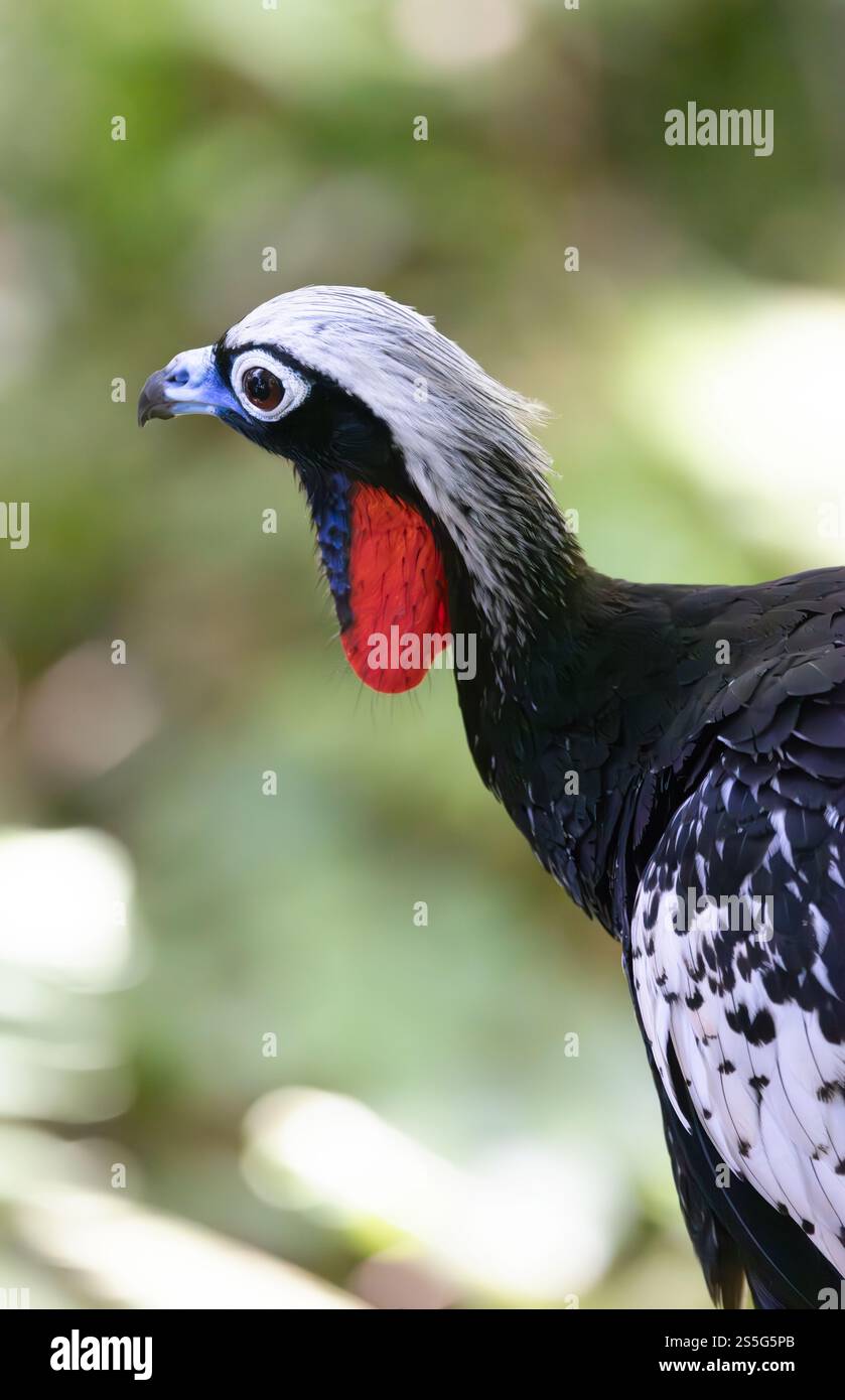 Piping Guan à front noir, Pipile jacutinga, tête et épaules rapprochées ; espèces d'oiseaux menacées du Brésil, Amérique du Sud Banque D'Images Piping Guan à front noir, Pipile jacutinga, tête et épaules rapprochées ; espèces d'oiseaux menacées du Brésil, Amérique du Sud Banque D'Images