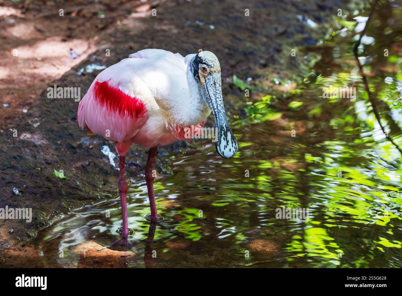 Cuillère rosée, Platalea ajaja, un oiseau adulte dans l'eau dans une rivière, oiseaux et faune, Brésil Amérique du Sud Banque D'Images