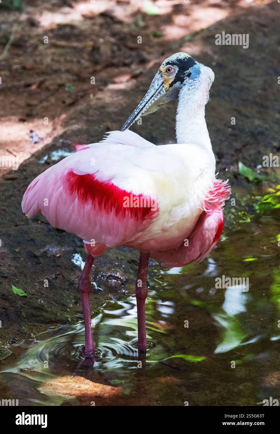 Cuillère rosée, Platalea ajaja, un oiseau adulte qui se prépare, debout dans l'eau dans une rivière, comportement des oiseaux, Brésil Amérique du Sud Banque D'Images