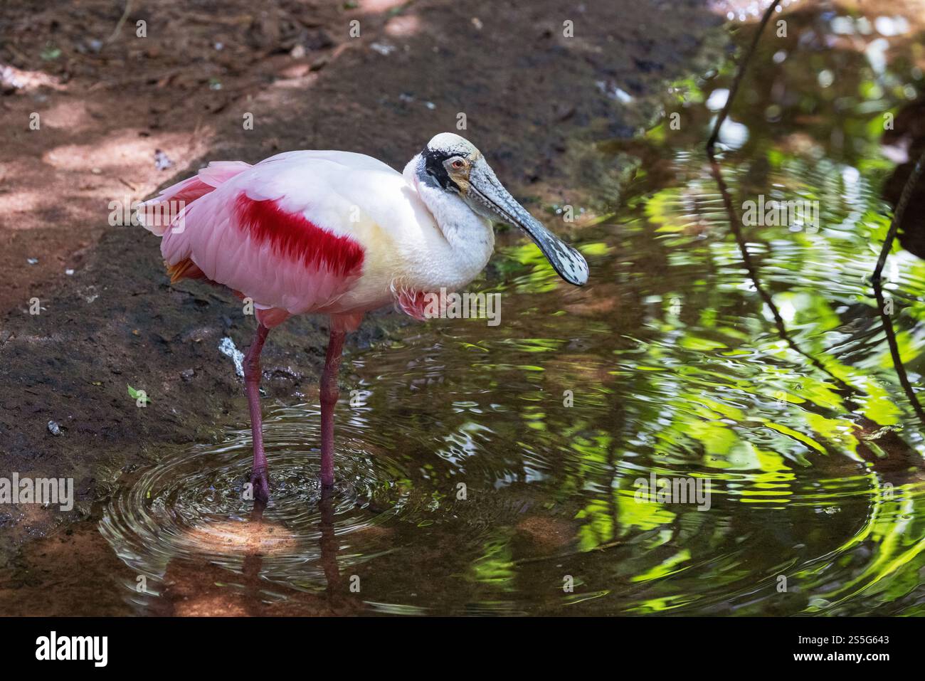 Roseate Spoonbill, Platalea ajaja, un oiseau échassier dans l'eau dans une rivière, oiseaux et faune, Brésil Amérique du Sud Banque D'Images