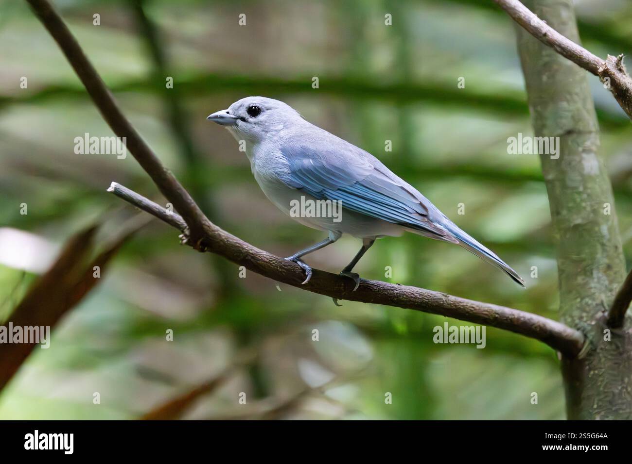Sayaca Tanager ; Thraupis sayaca, un oiseau sauvage adulte, vue de côté, oiseau tanager commun, Brésil, Amérique du Sud Banque D'Images