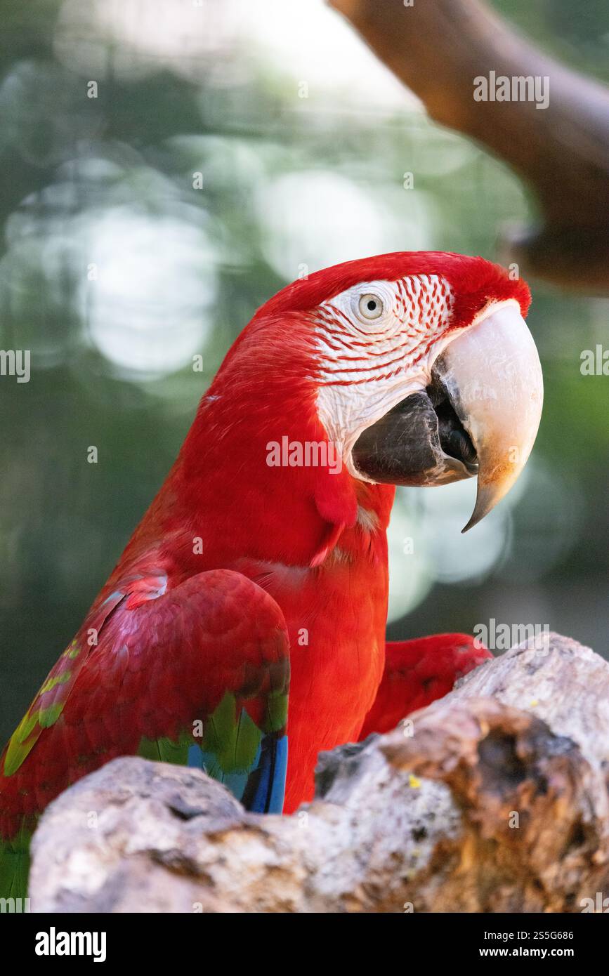 Macaron écarlate, Ara macao, gros plan de la tête, grand perroquet coloré en captivité, Parque das Aves, sanctuaire d'oiseaux Iguazu, Brésil Amérique du Sud Banque D'Images