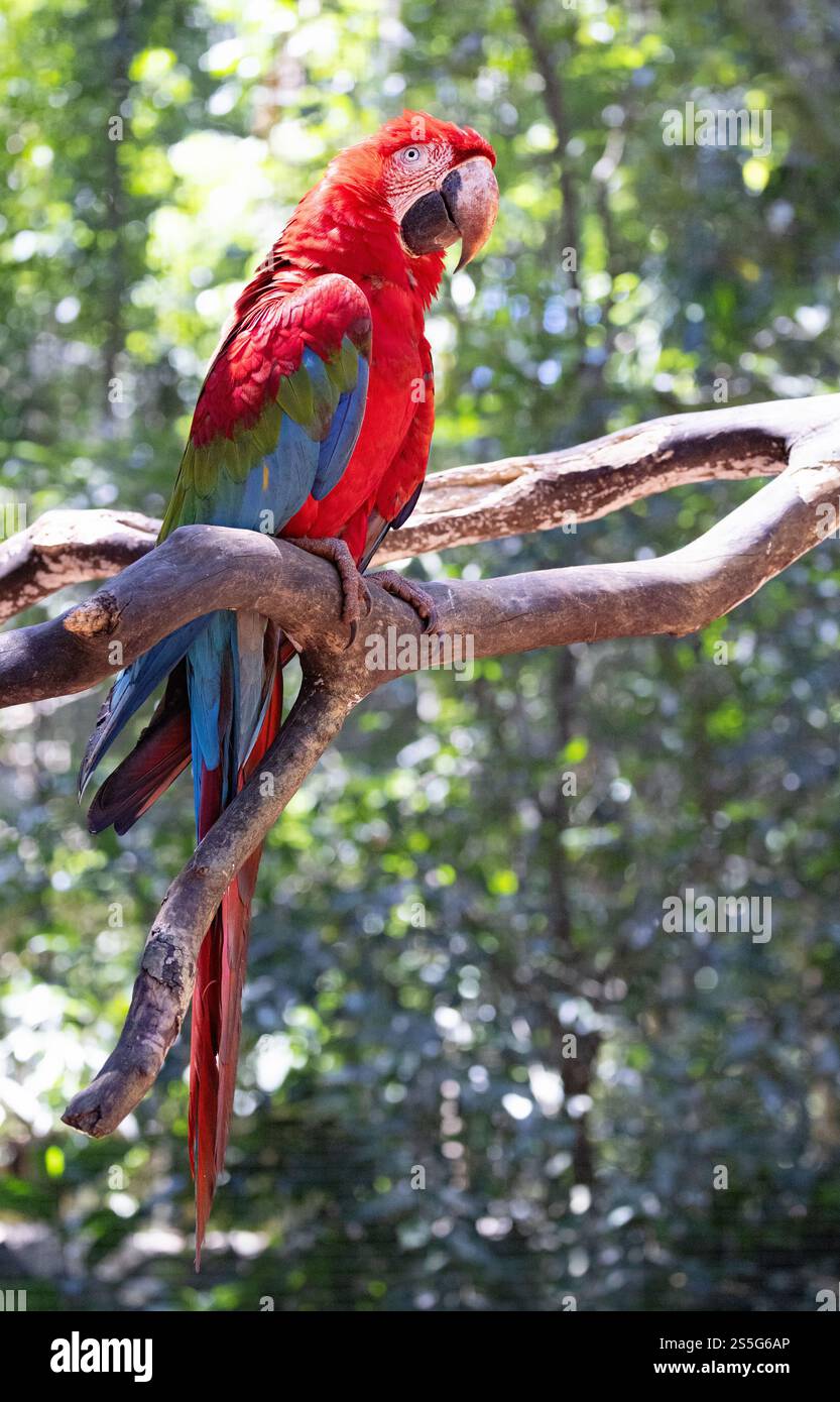 Un macao écarlate adulte, Ara macao, perché dans un arbre, grand perroquet coloré ; faune du Brésil, oiseau d'Amérique du Sud du Brésil. Banque D'Images