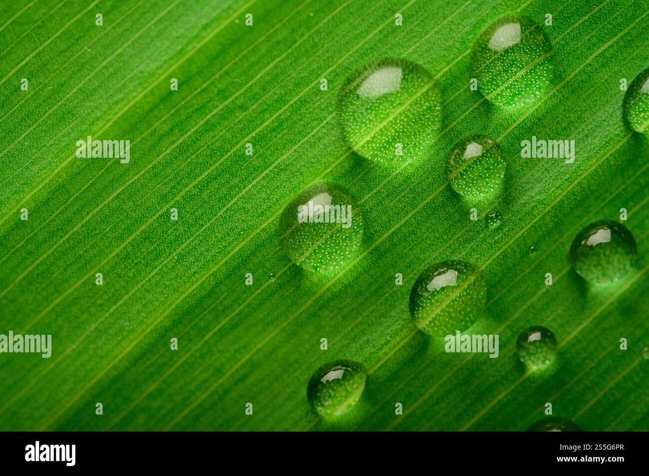 Beaucoup de gouttes d'eau goutte sur les feuilles de banane,foyer sélectif Banque D'Images