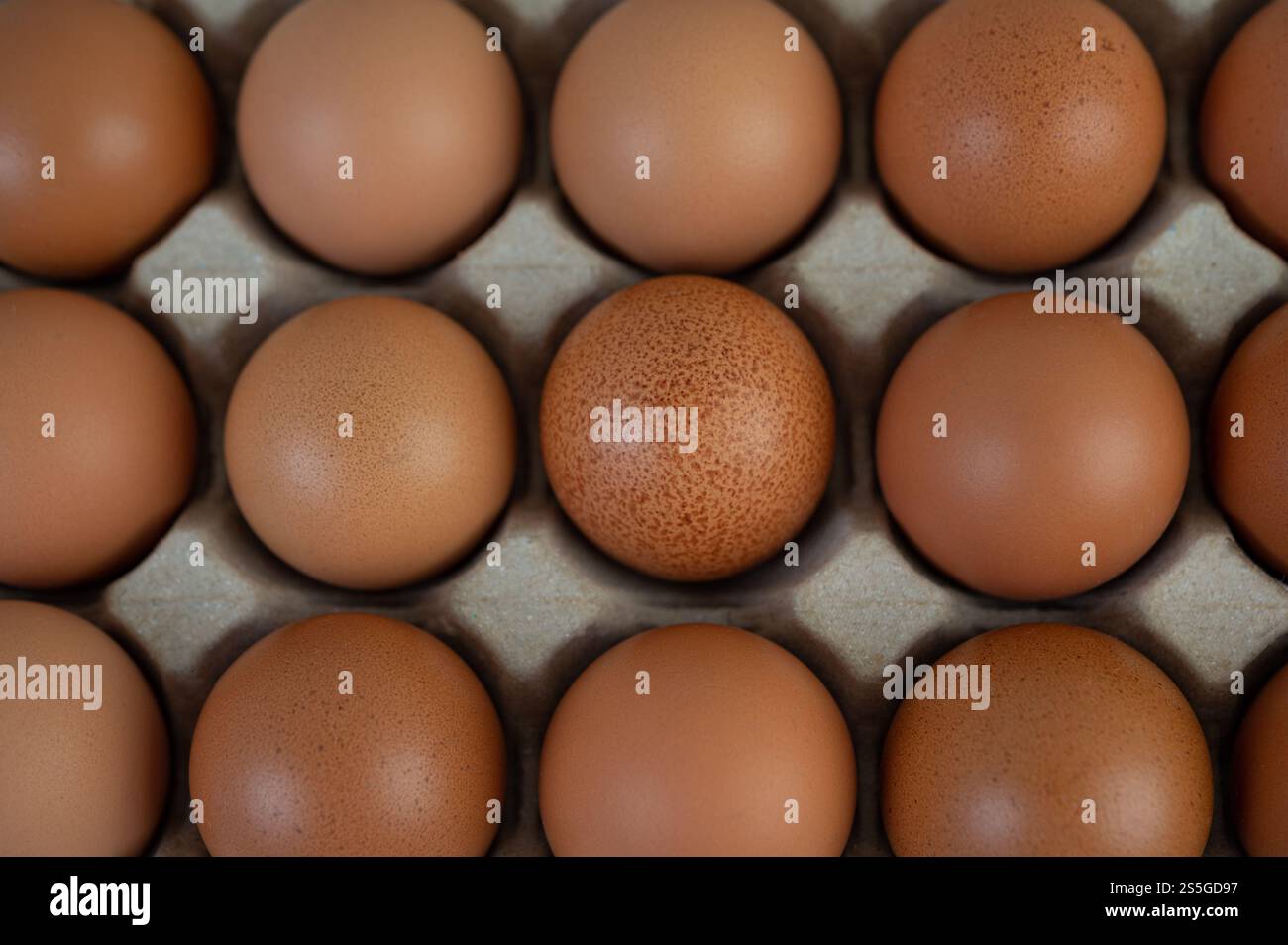 Œufs de poulet placés sur un plateau à œufs gros plan. Banque D'Images