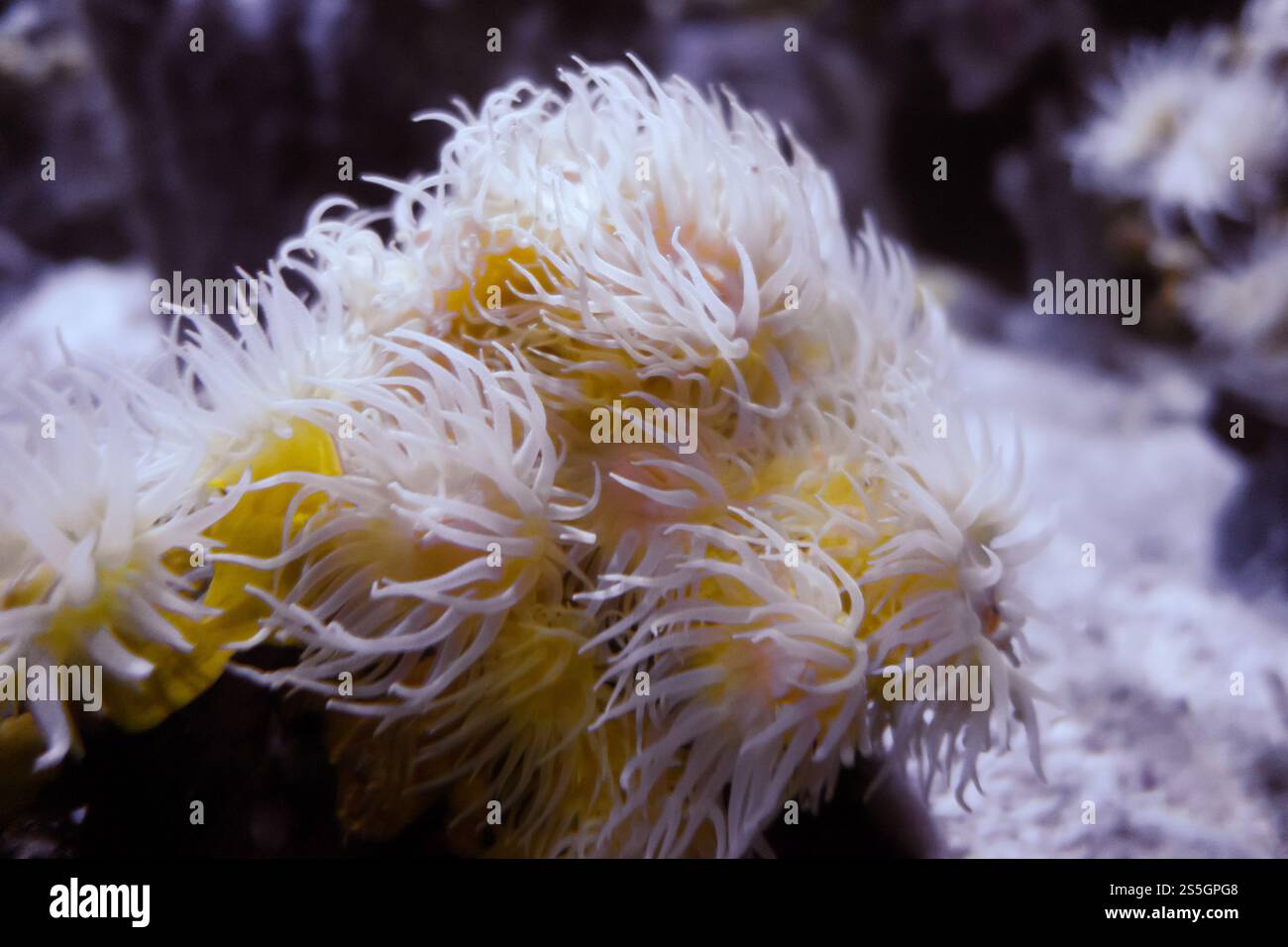 Anémones de mer sur un rocher. Vue macro gros plan. Anémones de mer sur un rocher Banque D'Images