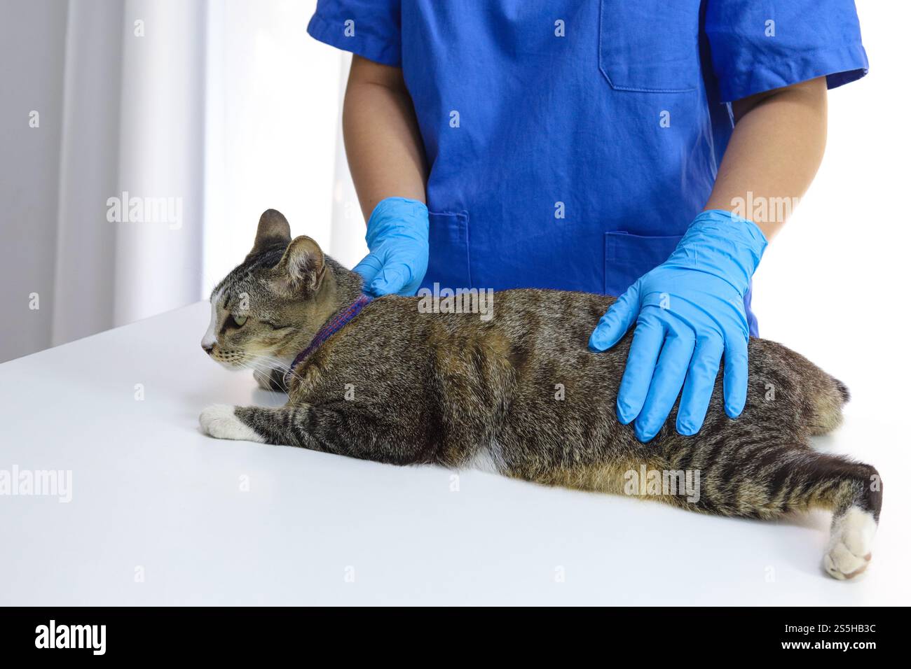 Chat sur le tableau d'examen de la clinique vétérinaire. Soins vétérinaires. Vétérinaire médecin et chat Banque D'Images