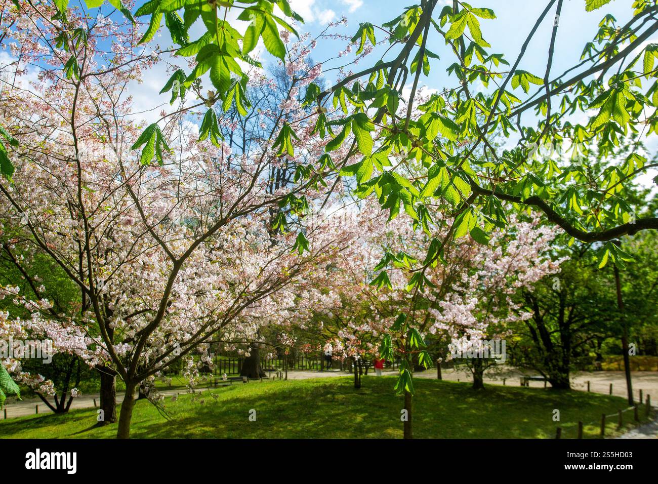 Étonnantes fleurs de cerisiers dans le jardin japonais de Hasselt (Belgique) et feuilles d'érable fraîches. Plaisir à la fin avril! Banque D'Images