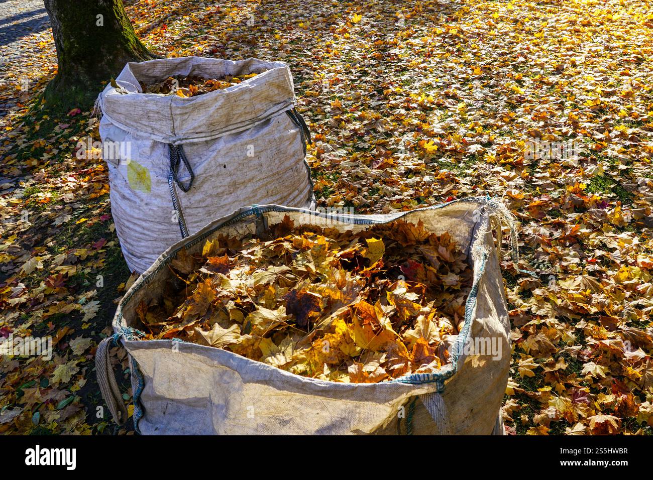Grand sac plein de feuilles mortes, feuilles mortes dans de grands sacs industriels en polypropylène blanc, fond de saison d'automne, concept d'automne, collecter les feuilles mortes Banque D'Images