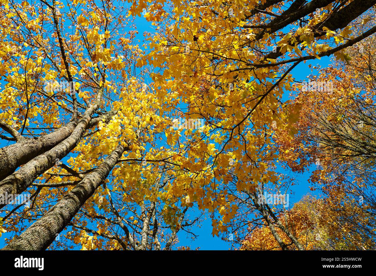 Cimes des arbres avec feuillage jaune vif en automne contre un ciel bleu, vue de dessous en haut, concept d'atmosphère automnale pittoresque regardant le ciel bleu Banque D'Images