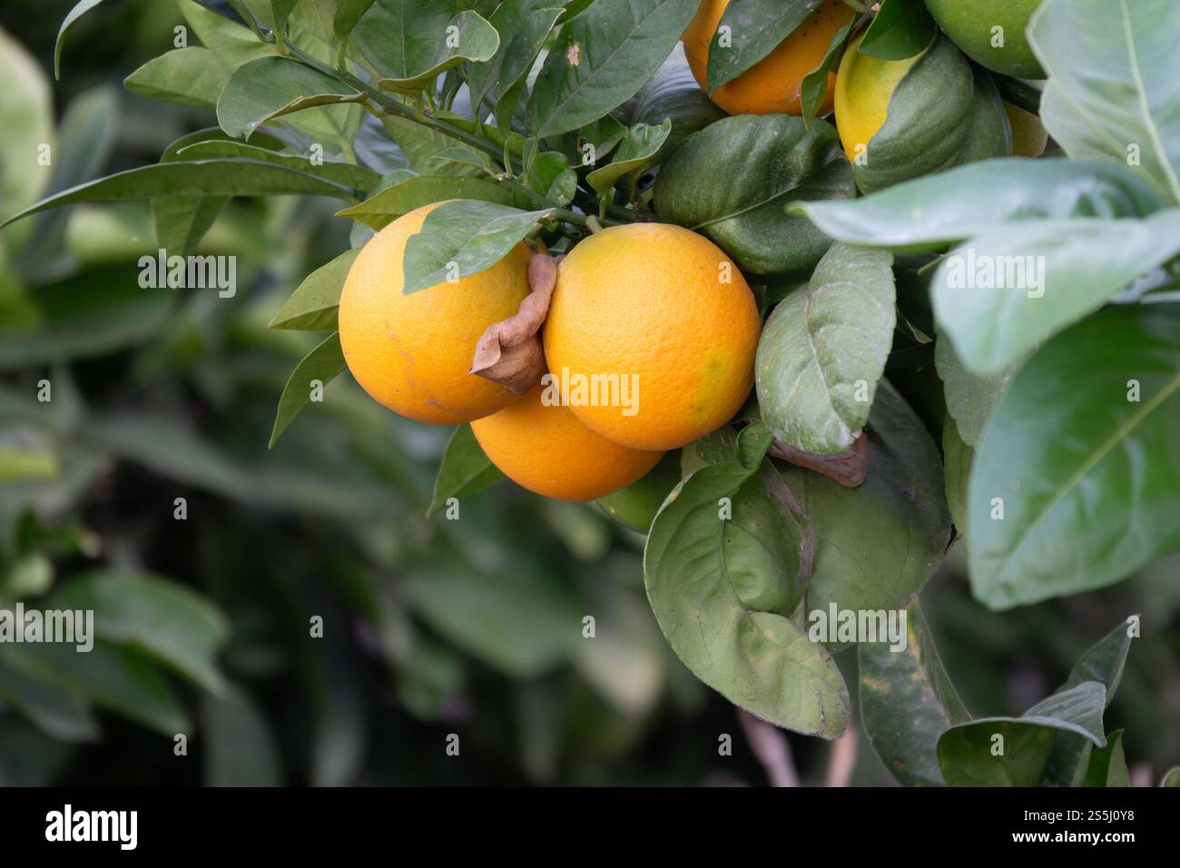 Les oranges sont mûres et pendent parmi les feuilles vertes dans un verger ensoleillé, prêt pour la récolte pendant l'après-midi chaud. Banque D'Images