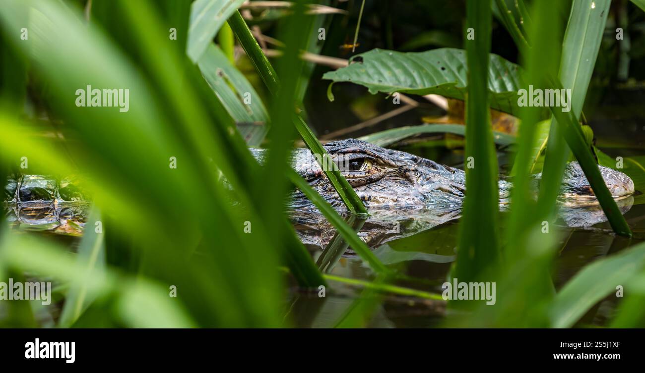 Un œil vigilant d'un caïman noir (Melanosuchus Niger) immergé dans l'eau, forêt amazonienne, parc national de Yasuni, Équateur, Amérique du Sud Banque D'Images