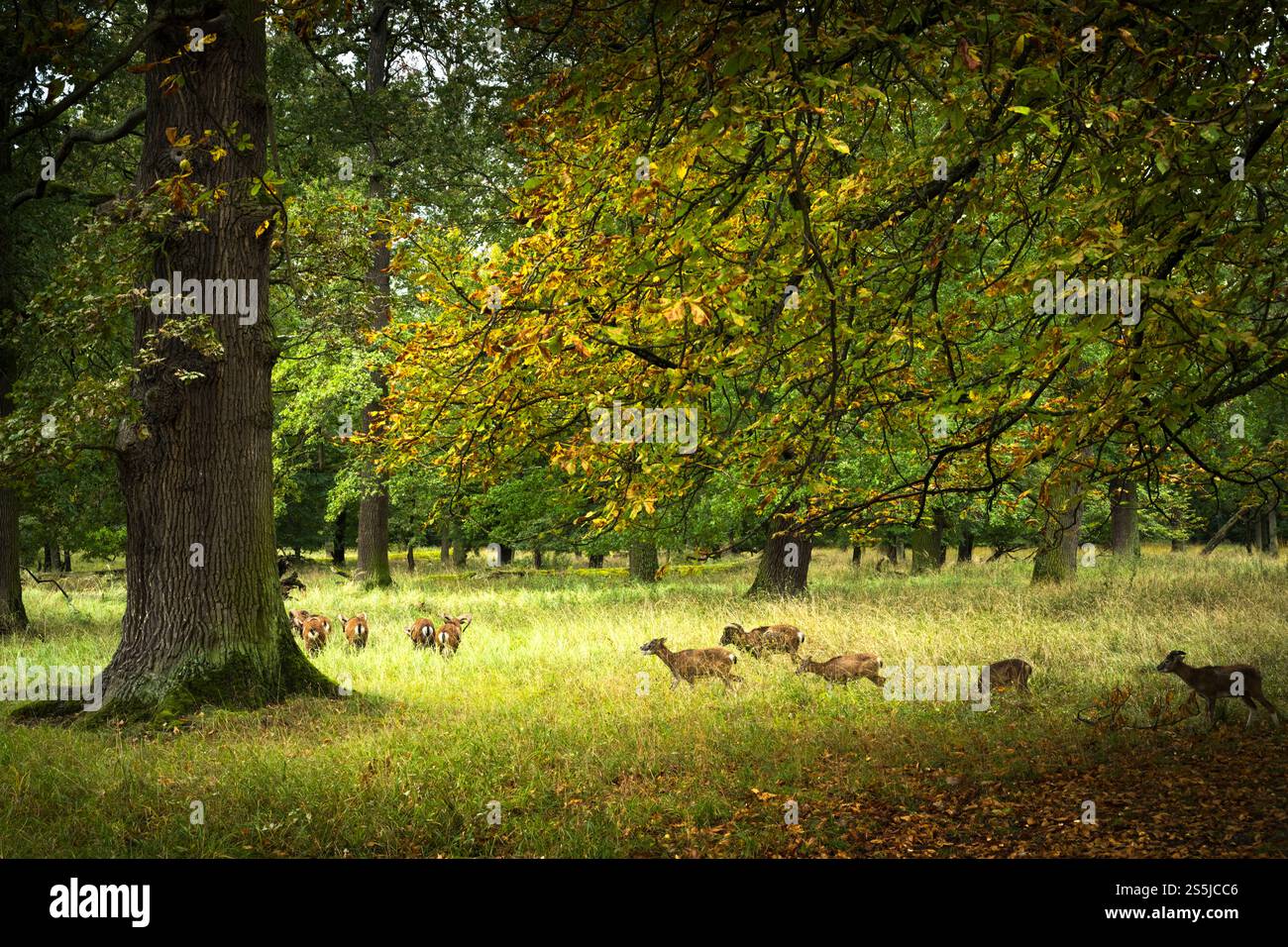 Faune sauvage dans la réserve sur les anciens terrains de chasse du parc préféré de Schloss à Ludwigsburg, en Allemagne. Banque D'Images