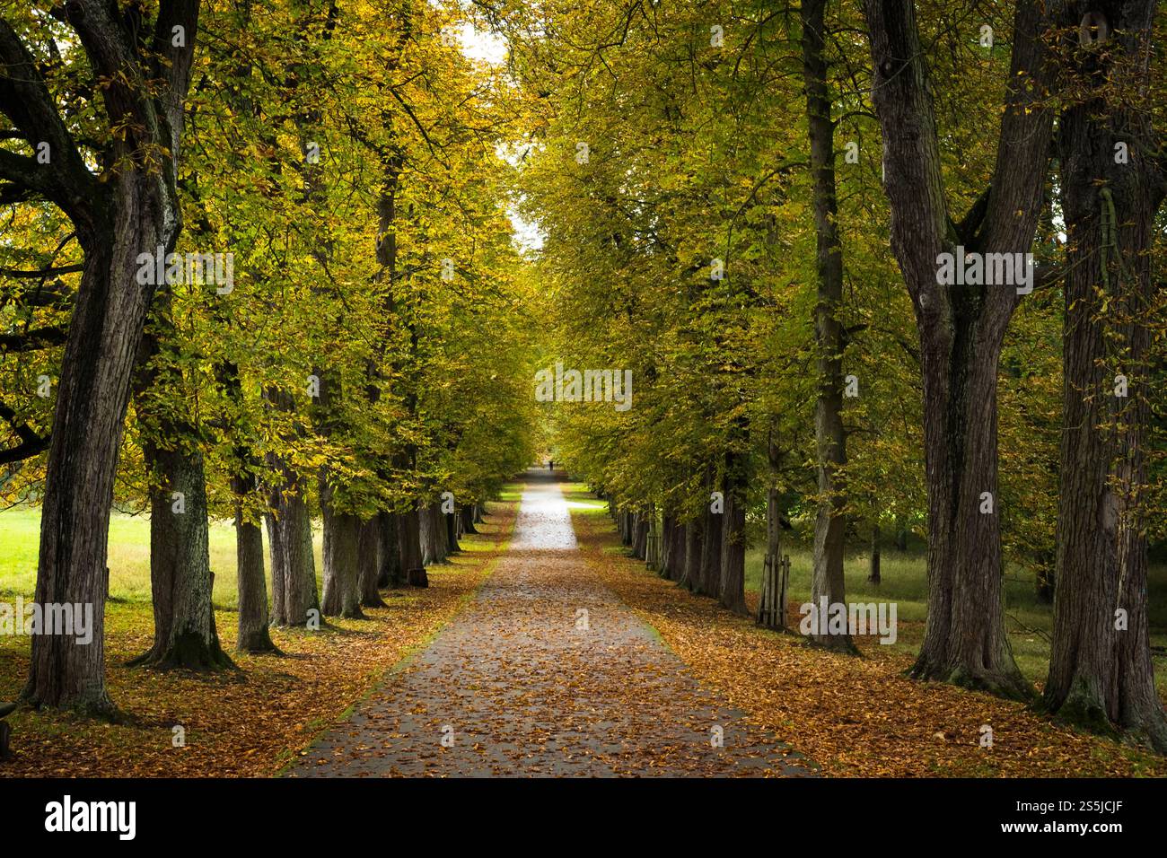 Arbres d'automne bordant un chemin avec des feuilles mortes dans le parc préféré de Schloss à Ludwigsburg, en Allemagne. Banque D'Images