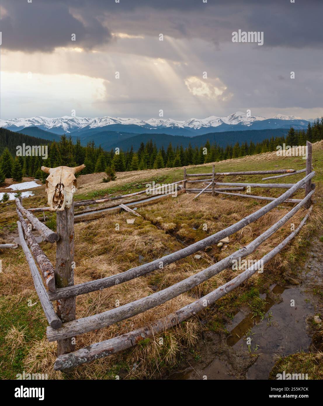 Carpates printemps paysage avec des sommets couverts de neige des Chornohora ridge de loin, de l'Ukraine. Zone agricole clôturé avec de l'eau printemps et buveur. Banque D'Images