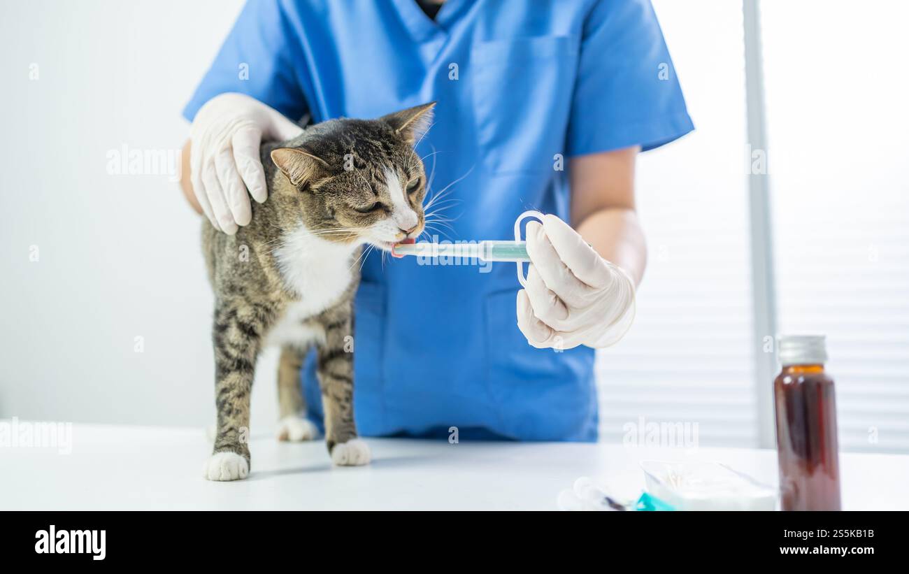 Chirurgien vétérinaire. Chat sur la table d'examen de la clinique vétérinaire. Soins vétérinaires. Vétérinaire médecin et chat. Banque D'Images