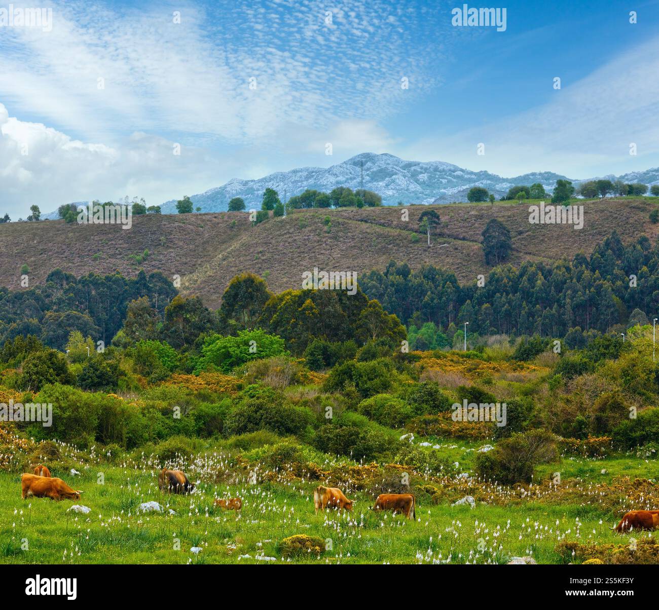 Troupeau de vaches sur les pâturages d'été , les Asturies, Espagne. Banque D'Images