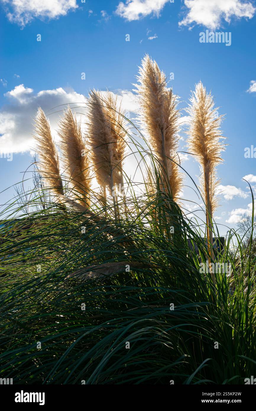 Belle photo en contre-jour des panaches d'herbe de Pampas ou Cortaderia selloana par une journée ensoleillée Banque D'Images