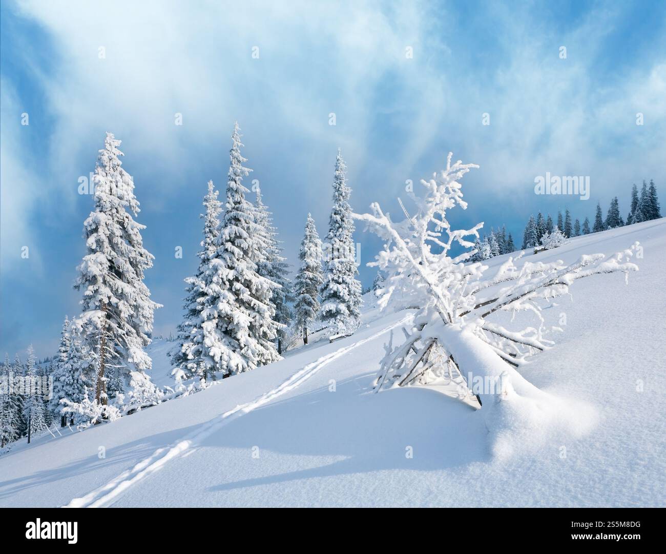 Rime d'hiver et sapins enneigés sur le flanc de la montagne sur fond de ciel couvert Banque D'Images Rime d'hiver et sapins enneigés sur le flanc de la montagne sur fond de ciel couvert Banque D'Images
