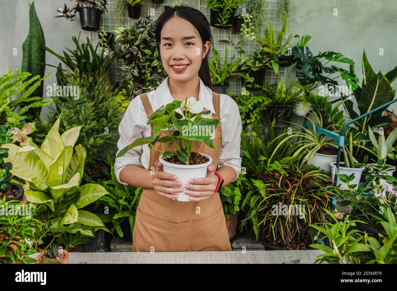 Portrait jeune femme jardinière asiatique tenant une belle plante d'intérieur dans les mains, elle sourit et regarde à la caméra Banque D'Images