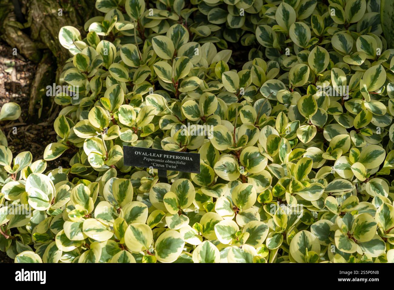 Panneau d'identification Peperomia à feuilles ovales dans un cadre de jardin animé et ensoleillé. Banque D'Images