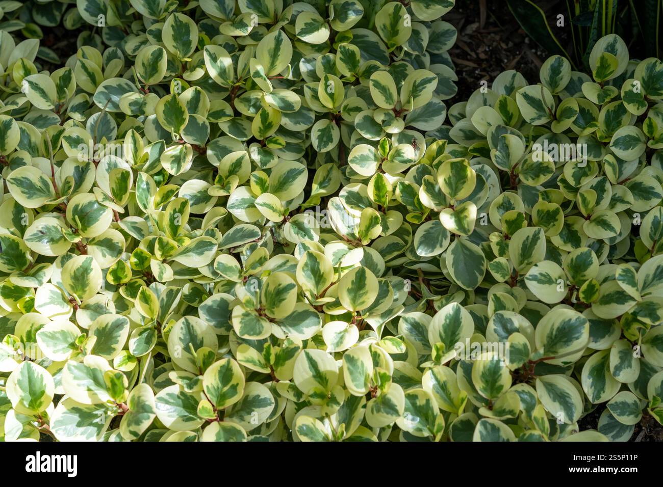 Feuillage vert luxuriant de Peperomia à feuilles ovales prospère dans le cadre du jardin ensoleillé. Banque D'Images