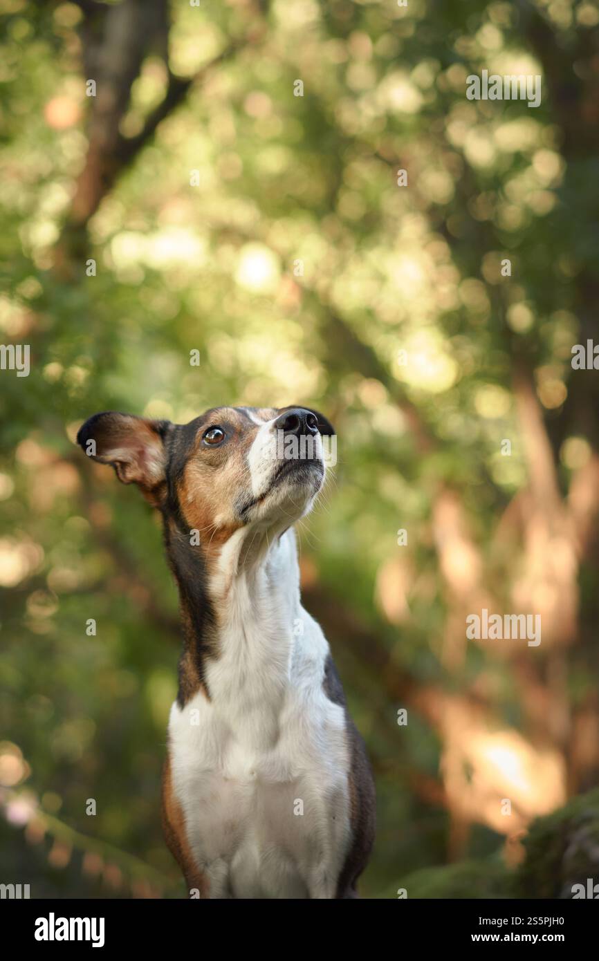 photo de chien d'un chien terrier regardant vers le haut parmi les arbres verts. Le chien semble contemplatif avec un fond naturel et luxuriant en lumière douce du soleil. Banque D'Images