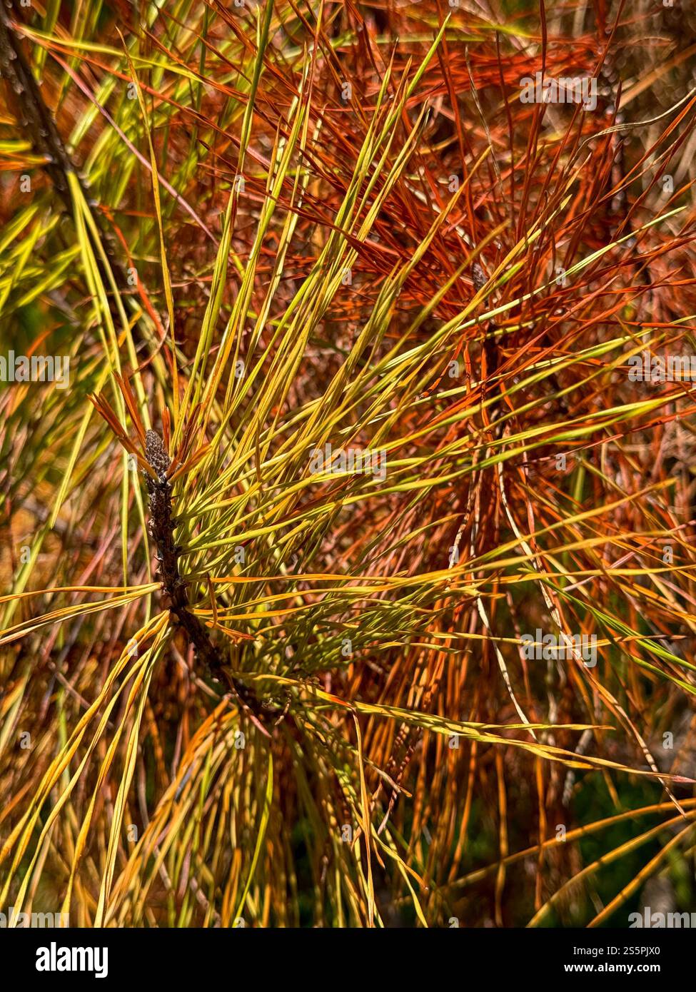 Aiguilles de pin sur un arbre sur le chemin du phare de point Arena, près de point Arena, Californie. Banque D'Images