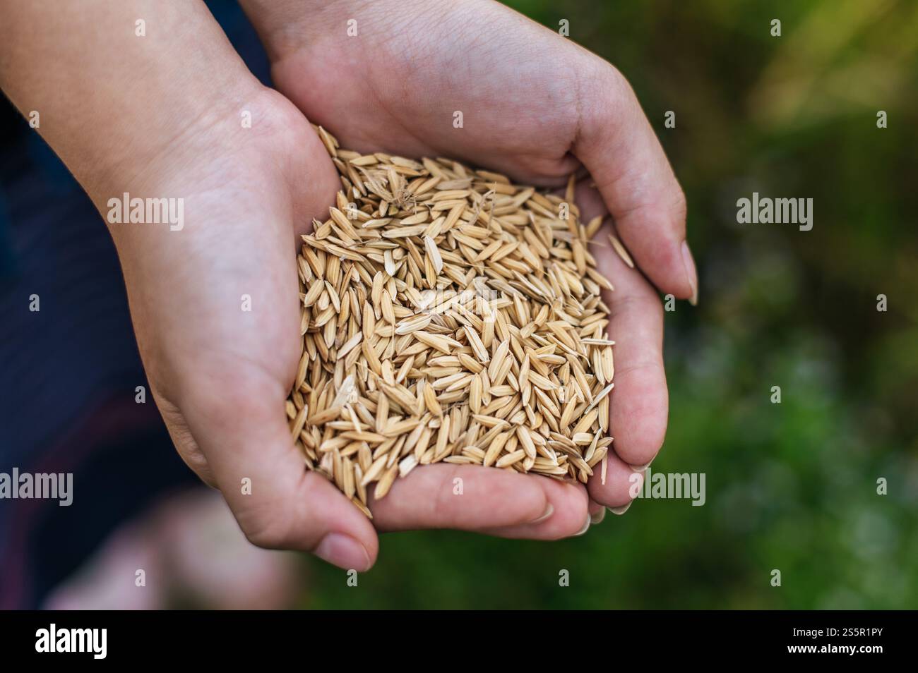 Gros plan et focus sélectif deux mains de belle jeune agricultrice asiatique tenant du riz biologique, champ de riz flou sur fond, espace de copie Banque D'Images