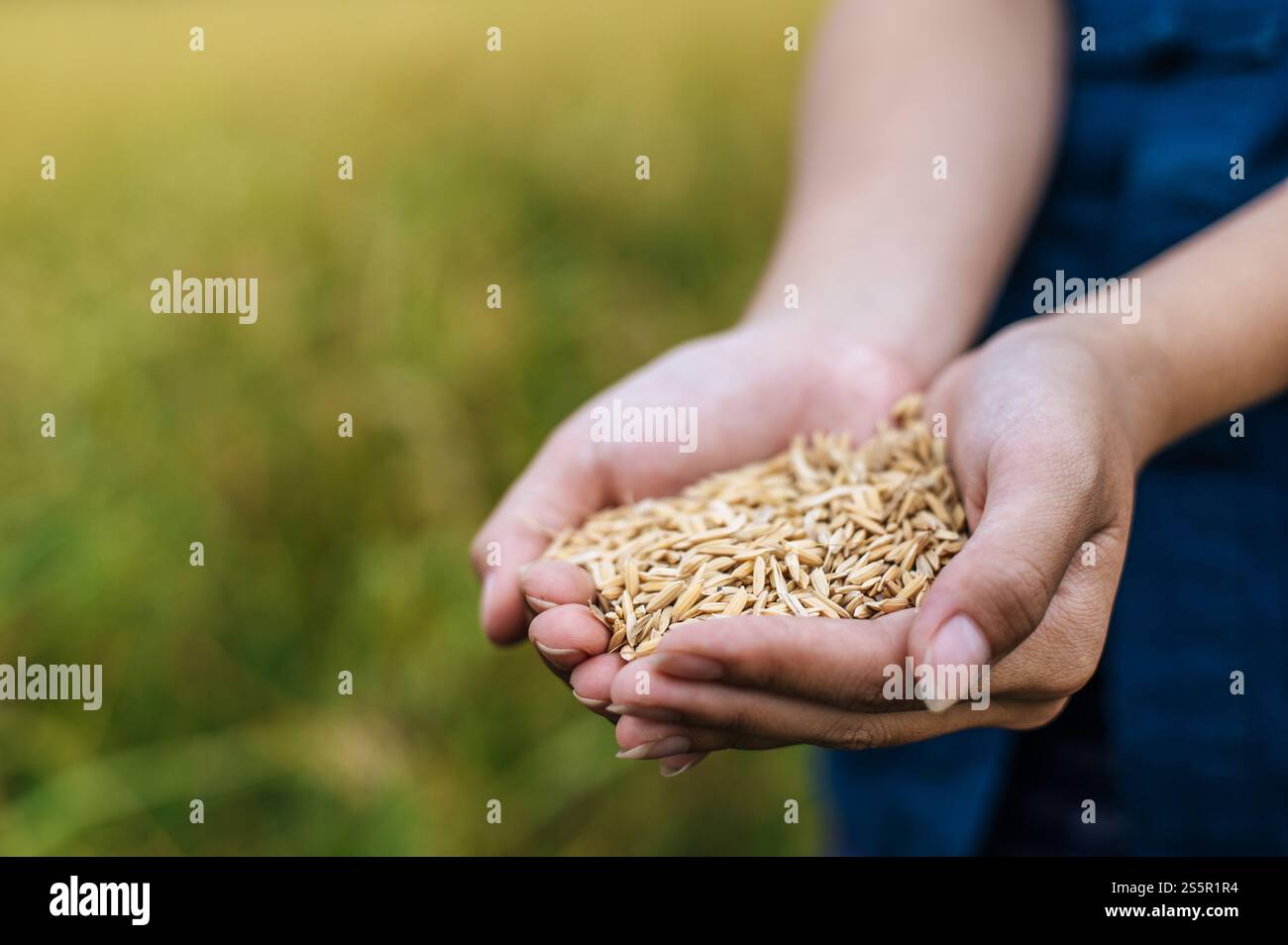 Gros plan et focus sélectif deux mains de belle jeune agricultrice asiatique tenant du riz biologique, champ de riz flou sur fond, espace de copie Banque D'Images