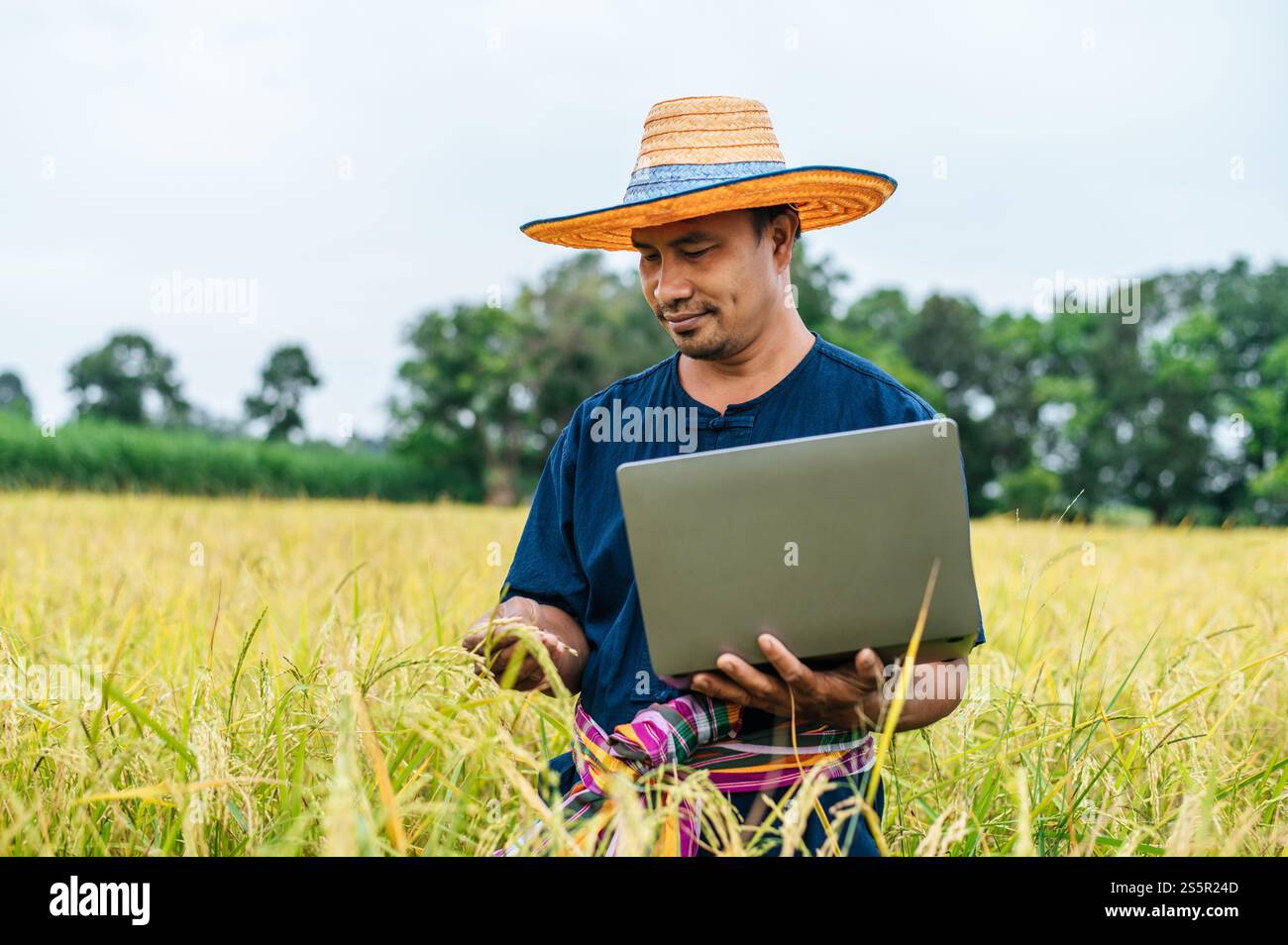 Homme fermier asiatique d'âge moyen avec Smart Farming technologie agricole et agriculture biologique, en utilisant un ordinateur portable pour la recherche dans le champ de riz Banque D'Images