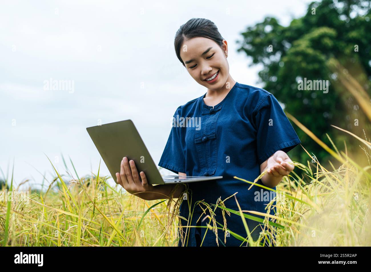 Agriculteur asiatique avec Smart Farming technologie agricole et agriculture biologique, en utilisant la recherche sur ordinateur portable dans le champ de riz biologique Banque D'Images