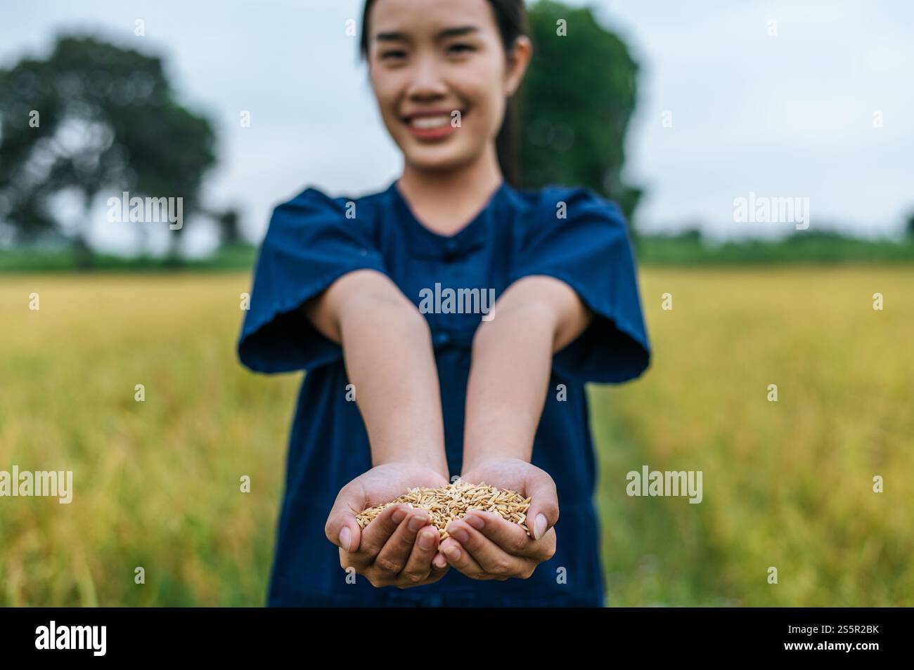 Gros plan et focus sélectif deux mains de belle jeune agricultrice asiatique tenant du riz biologique, champ de riz flou sur fond, espace de copie Banque D'Images