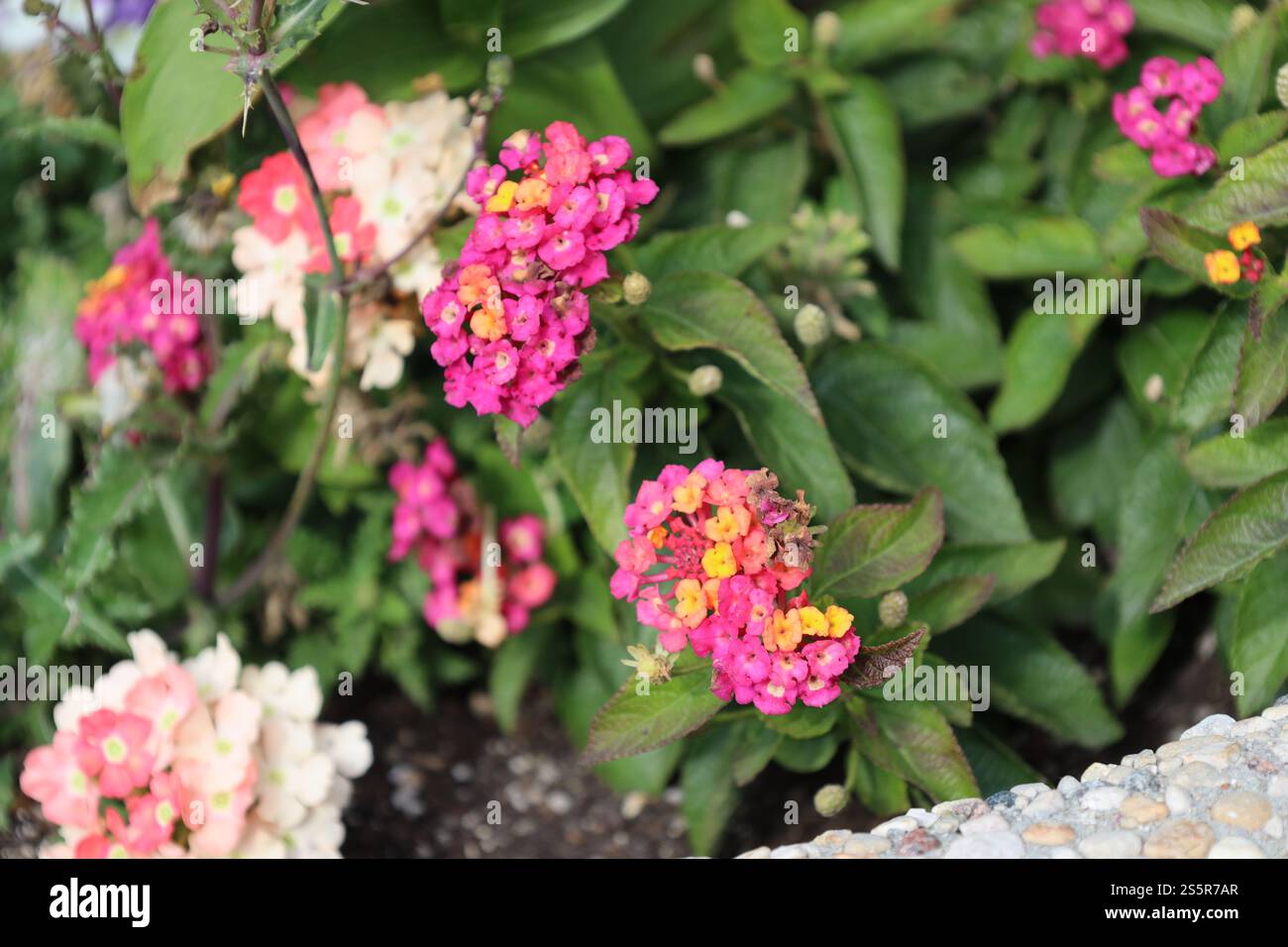 grappes de minuscules fleurs rose violet jaune Banque D'Images