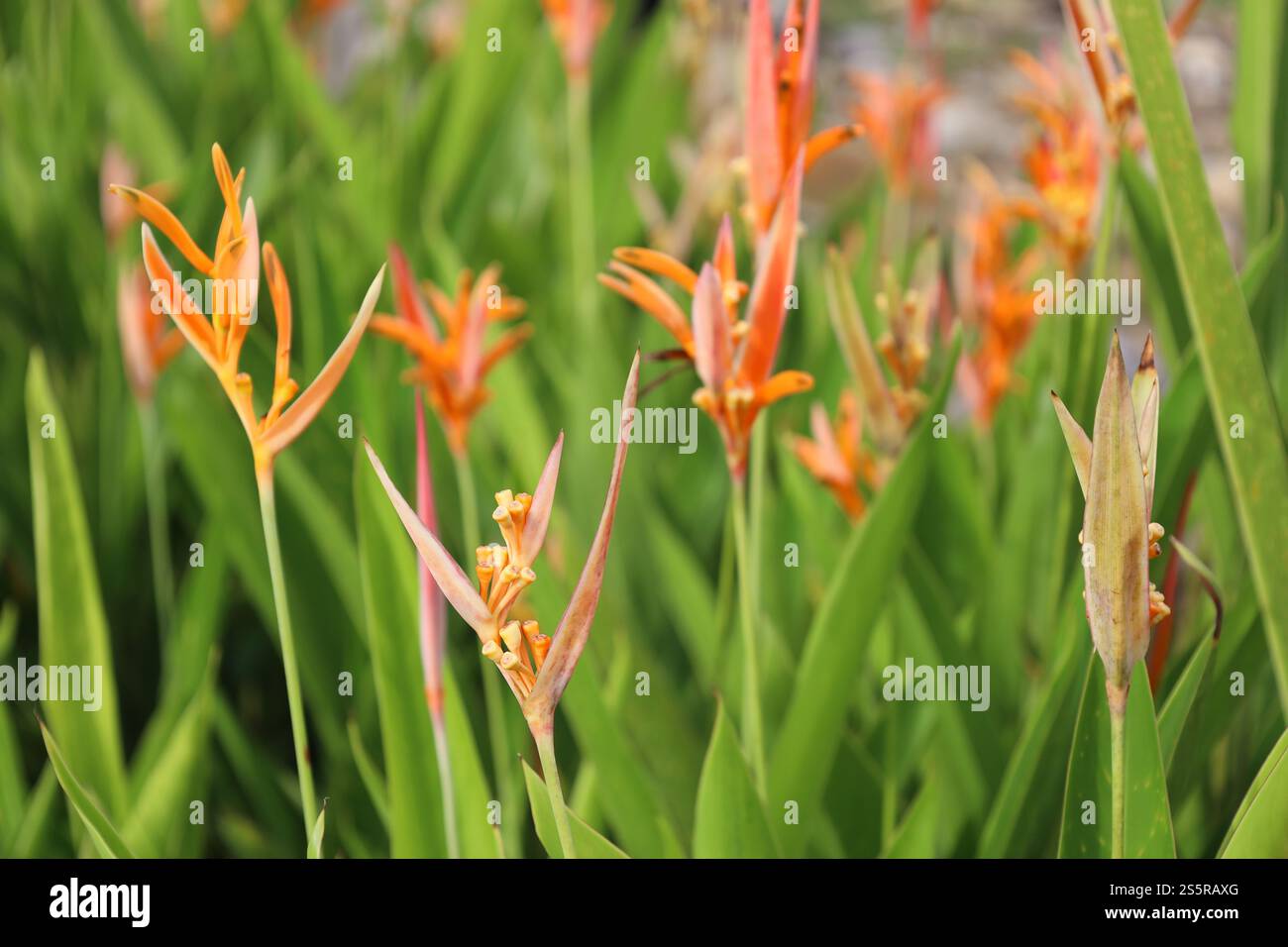 bouquet gros plan de fleurs en plusieurs parties avec pétales orange jaune doré et rose violet Banque D'Images