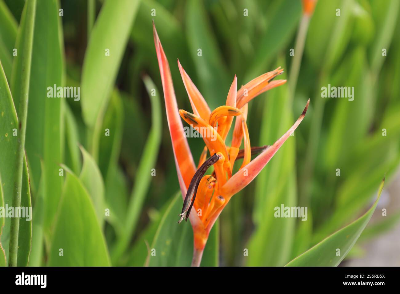 gros plan unique fleur tropicale exotique avec des pousses rouge rose violet orange sur des feuilles vert clair Banque D'Images